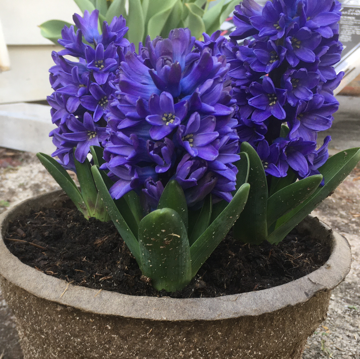 @ILiveForPlants