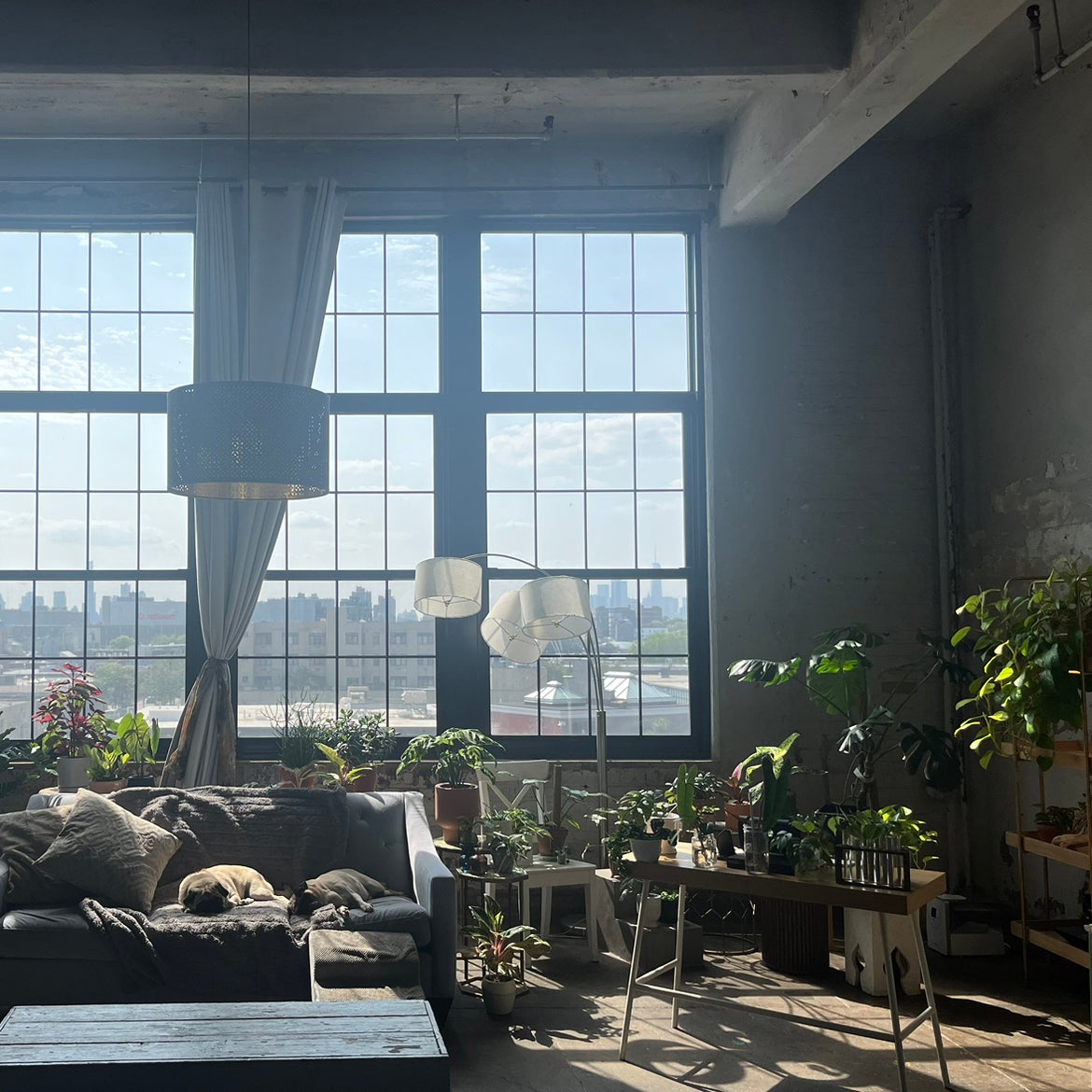 Avatar for @PugandPlantMom on Greg, the plant care app