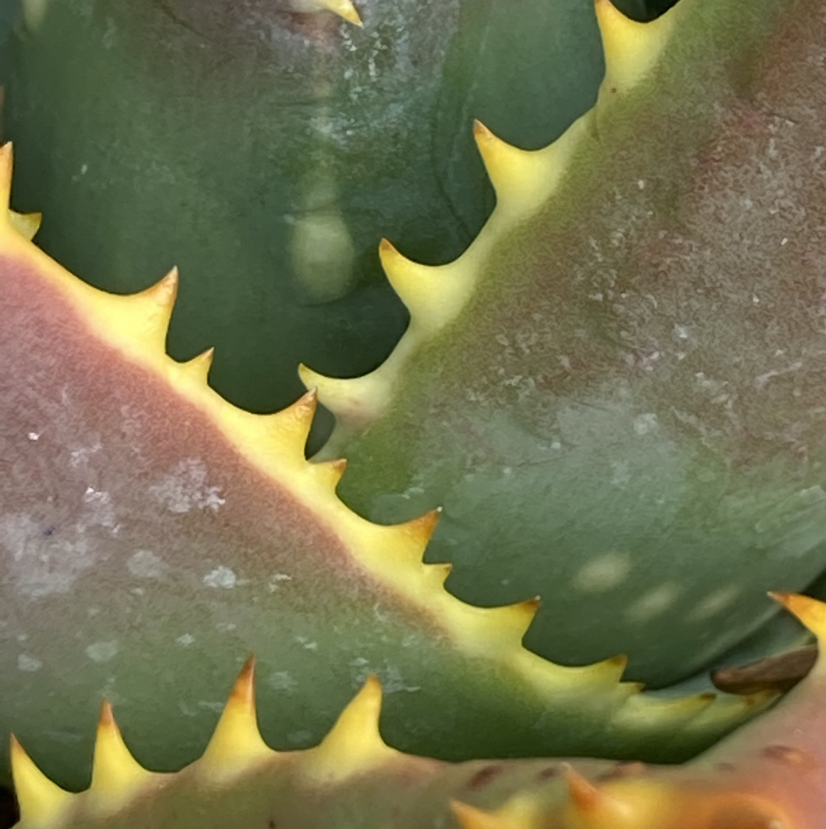 @CaringCacti