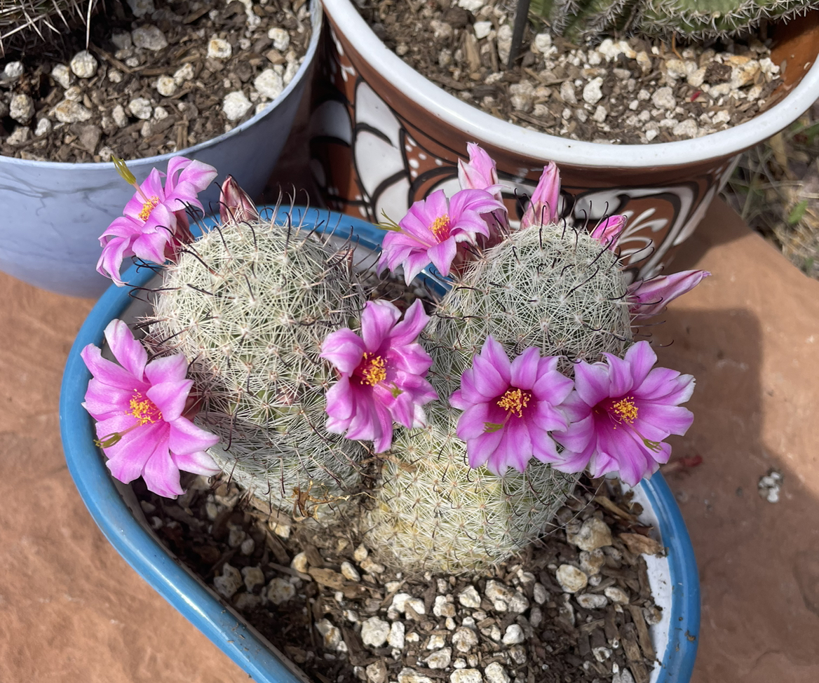 @CactusMama75