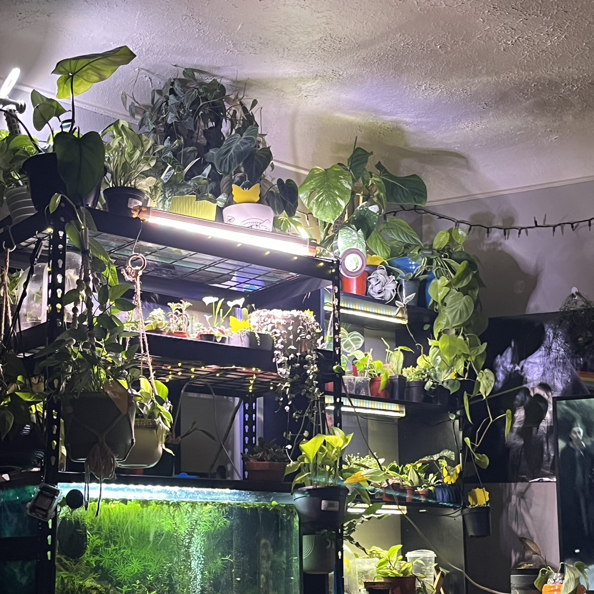 Avatar for @TraveledSquash on Greg, the plant care app