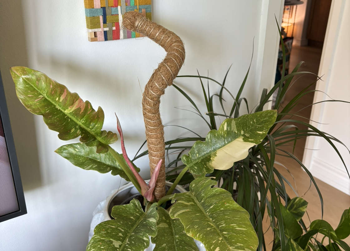 Avatar for @GenuineJuniper on Greg, the plant care app