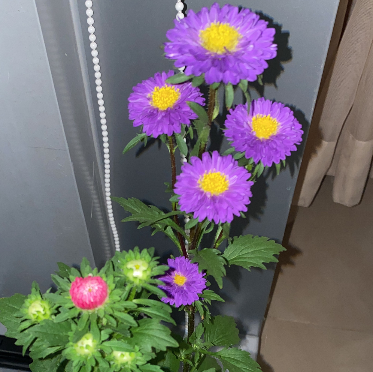@Flowermom