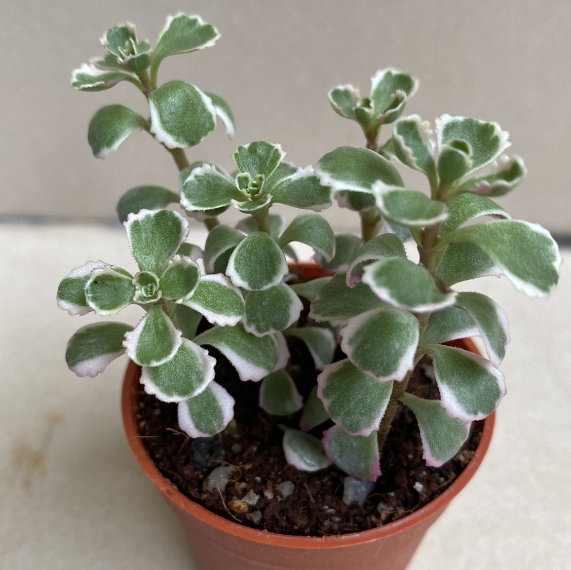 Avatar for @GreenPaintedHome on Greg, the plant care app