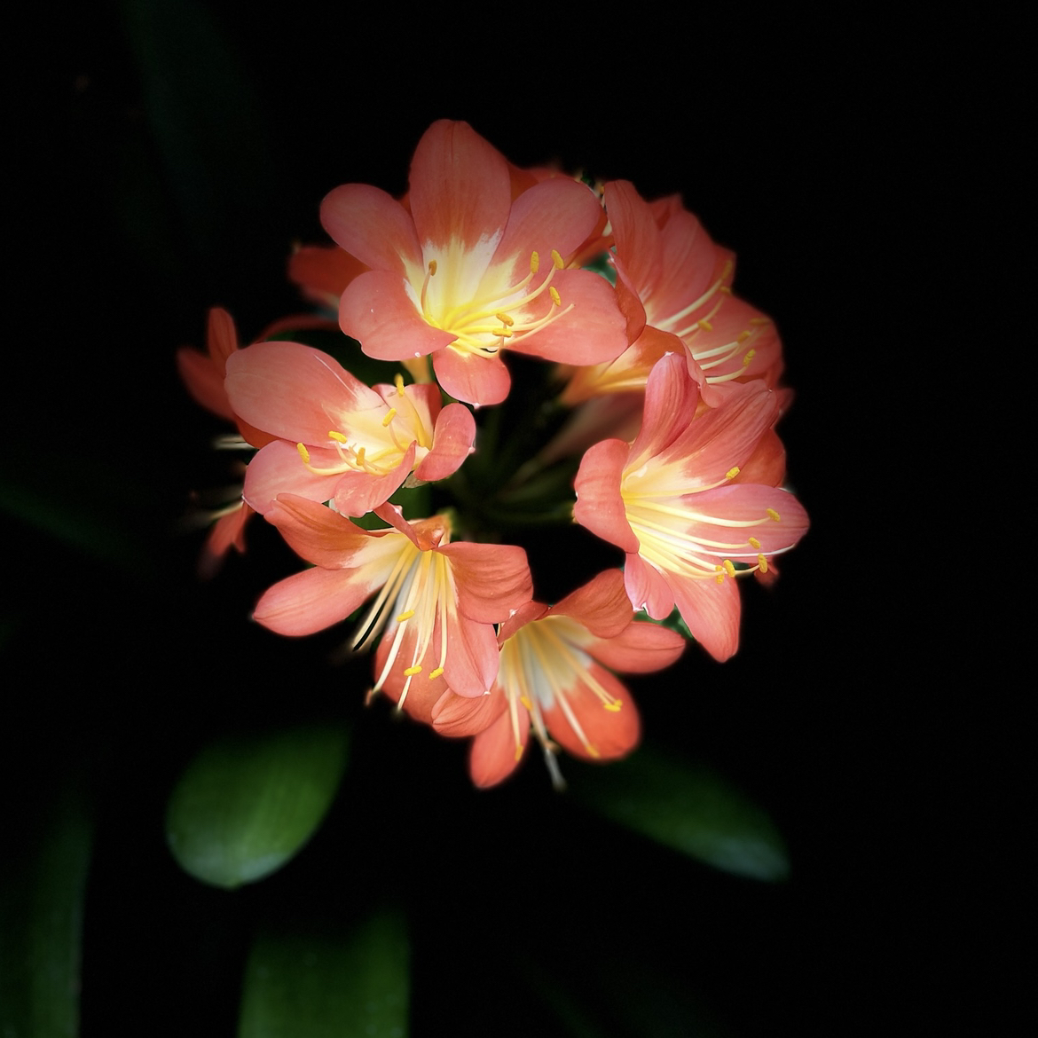 @LittlePlantLuvr avatar