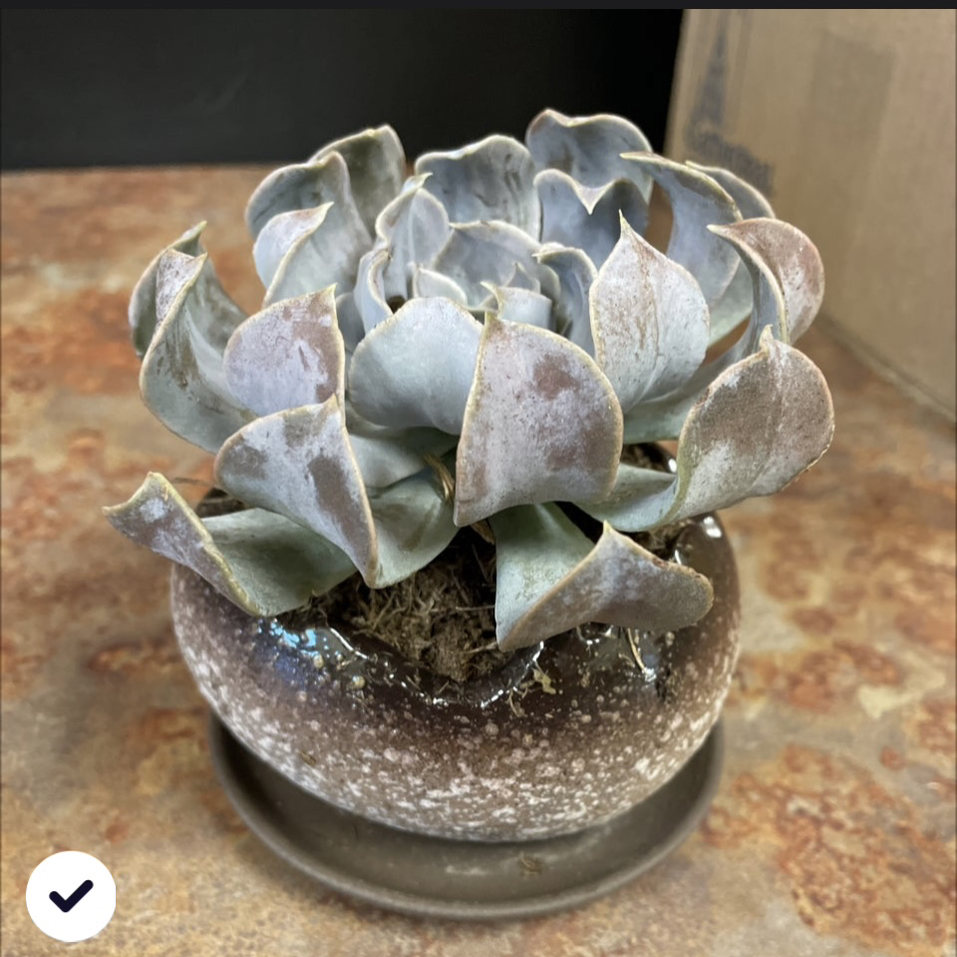 Avatar for @MackB3 on Greg, the plant care app