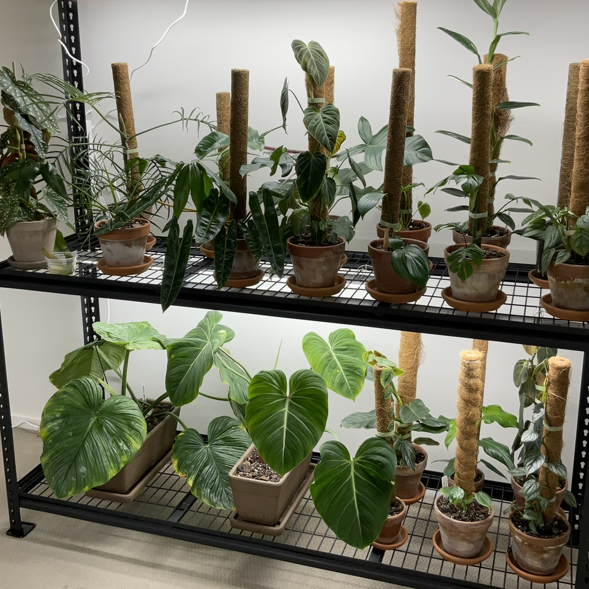 Avatar for 👻 on Greg, the plant care app