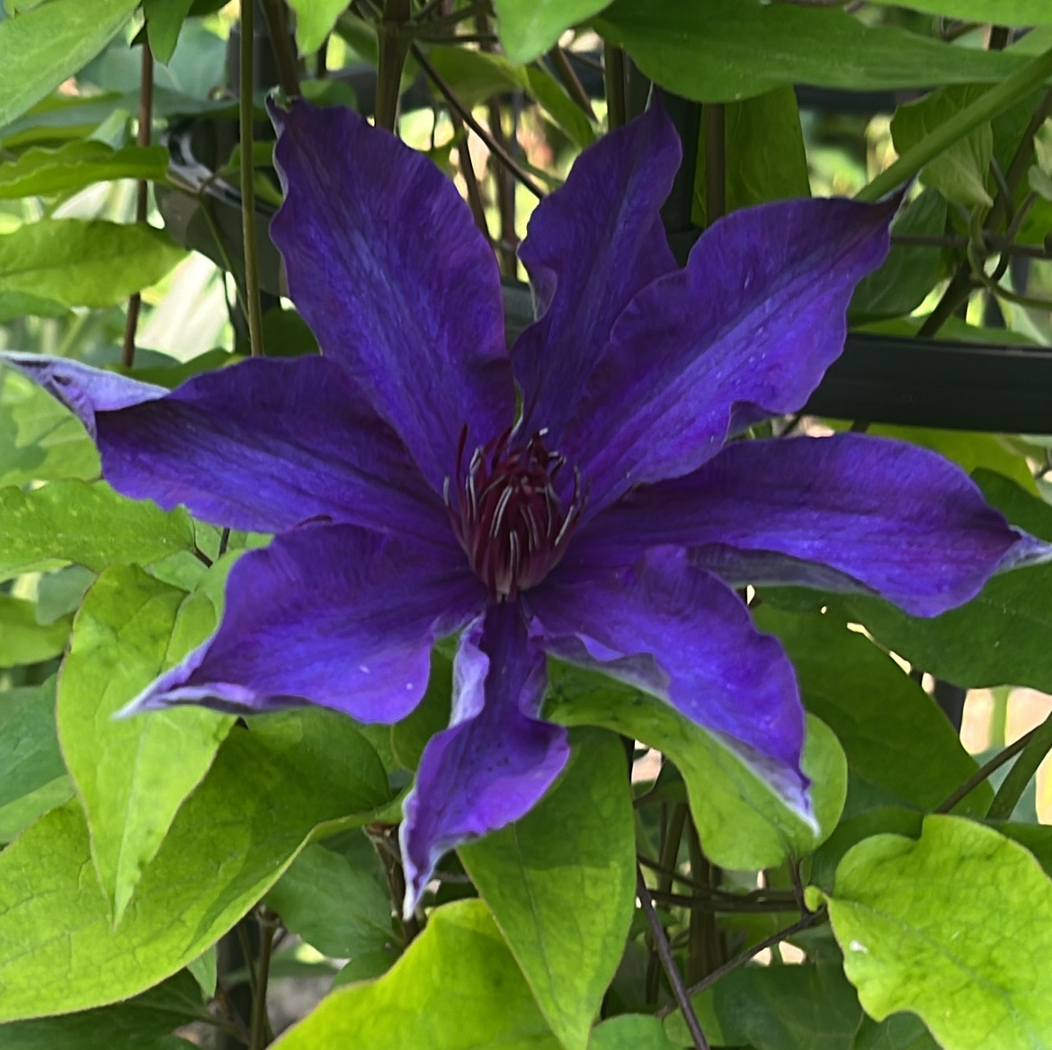 @GardensOPlenty avatar