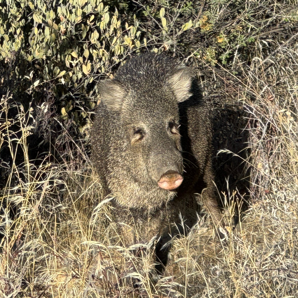 @ChirpyWasabi avatar