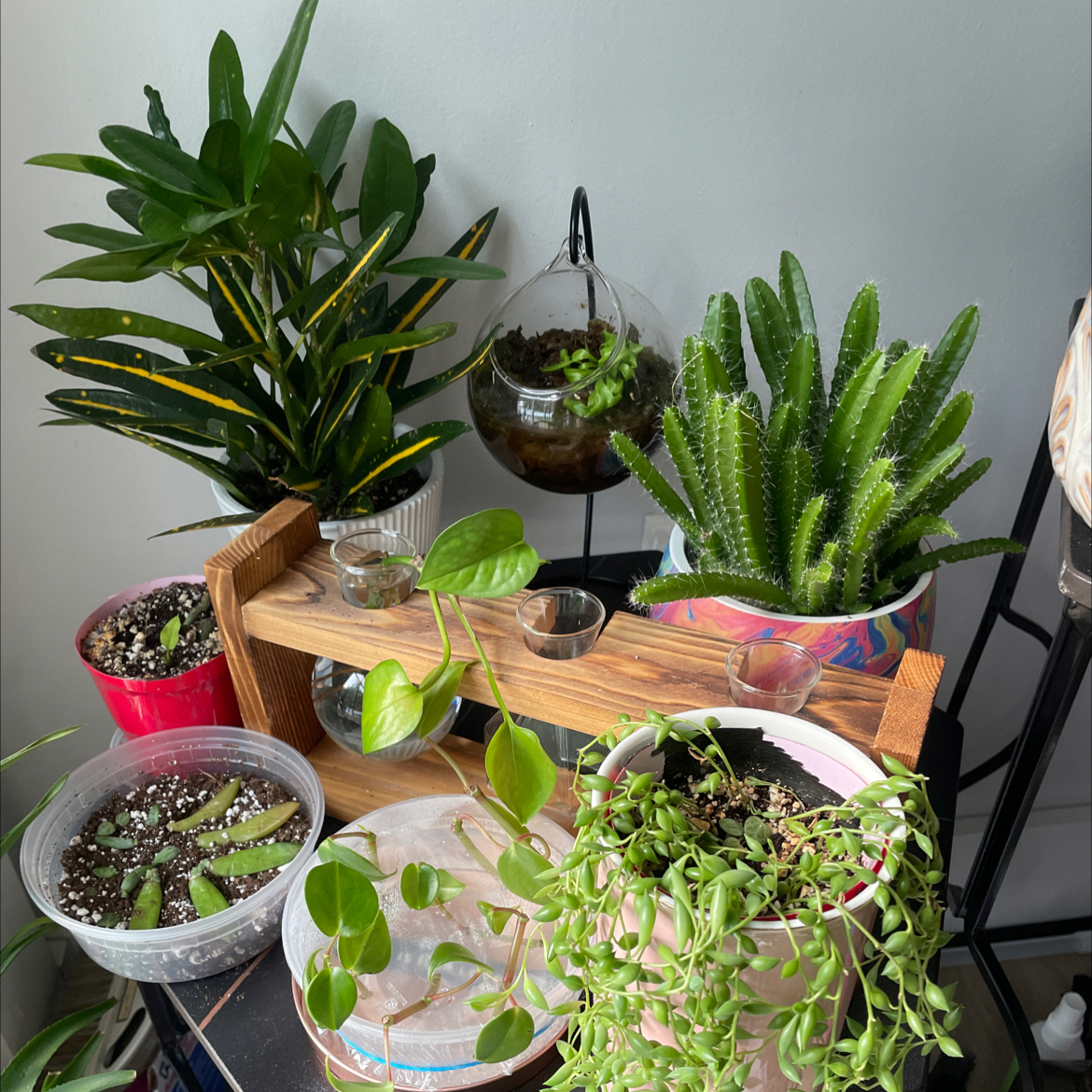 @BuddingAvocado avatar