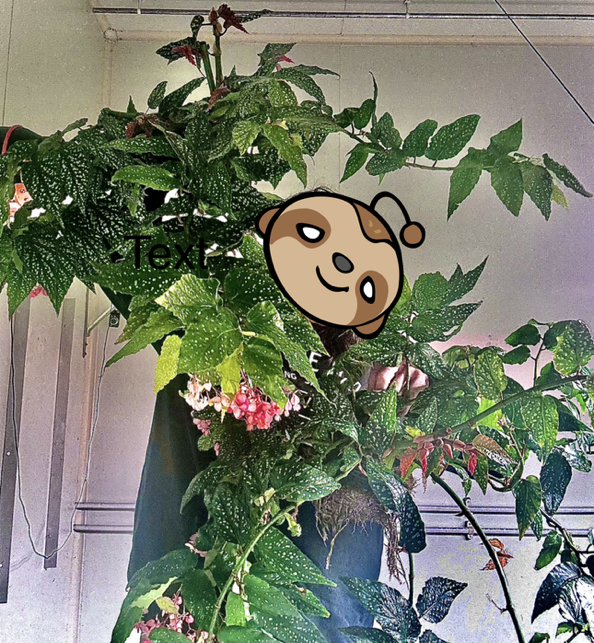 Avatar for @AshersOasis on Greg, the plant care app
