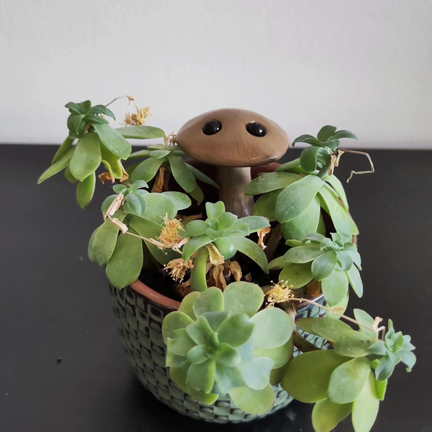 Avatar for @Ya2n on Greg, the plant care app