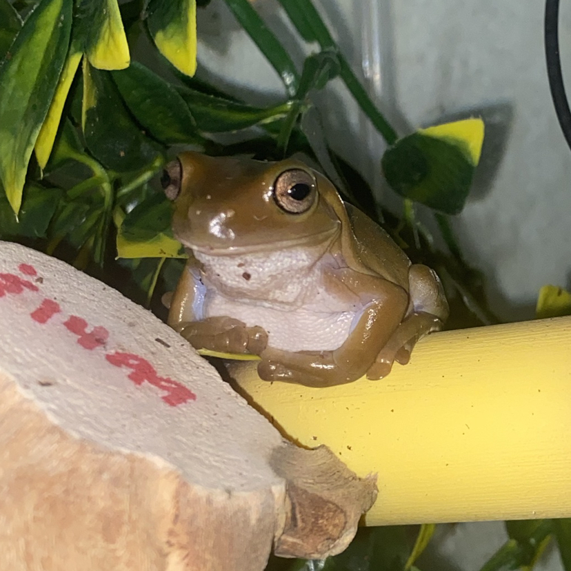 Avatar for Danika on Greg, the plant care app