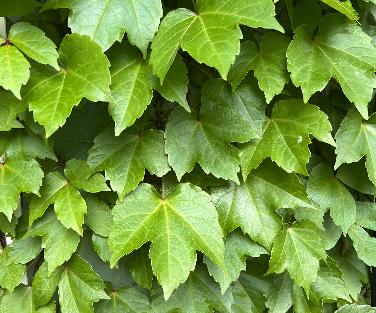 Avatar for @DapperValleyoak on Greg, the plant care app