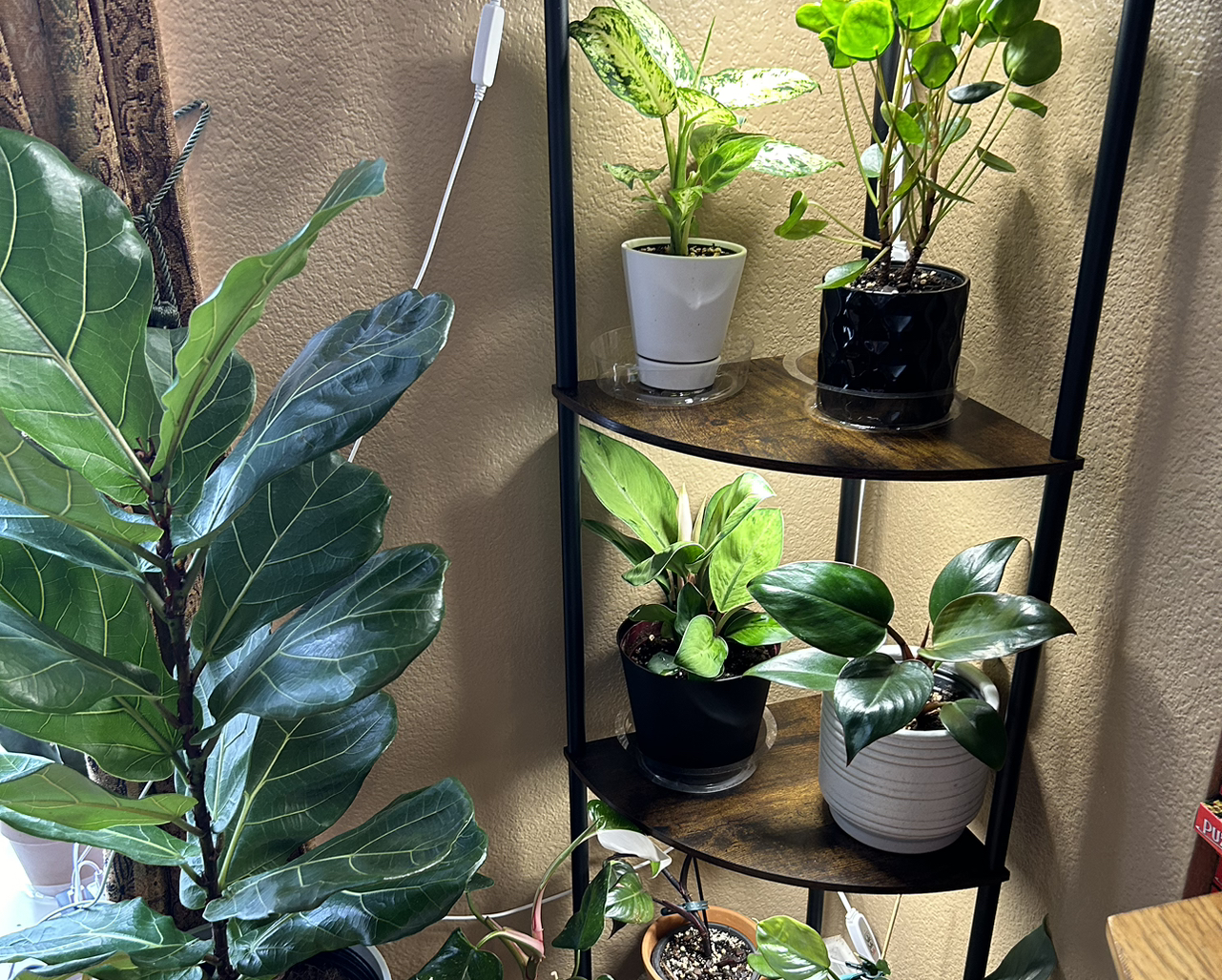 Avatar for @KindDamascisa on Greg, the plant care app