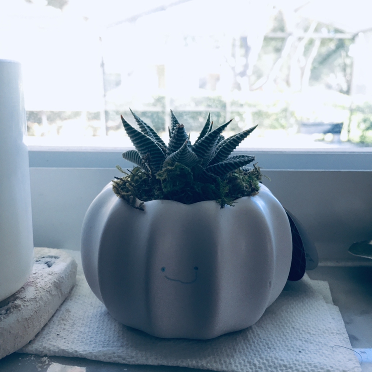 Avatar for @one.day.at.a.time37 on Greg, the plant care app