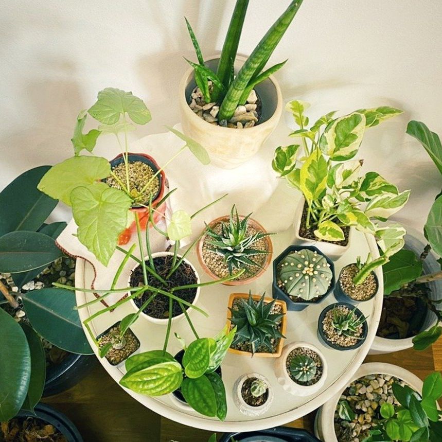 @luvgreenlady