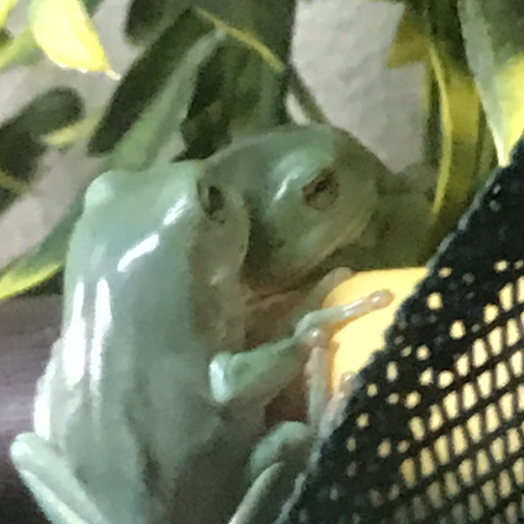 @strawberrysweet avatar