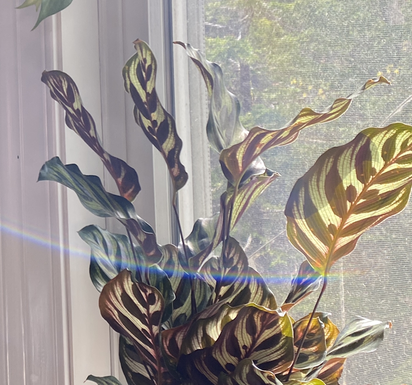 Avatar for @brighttheknight on Greg, the plant care app