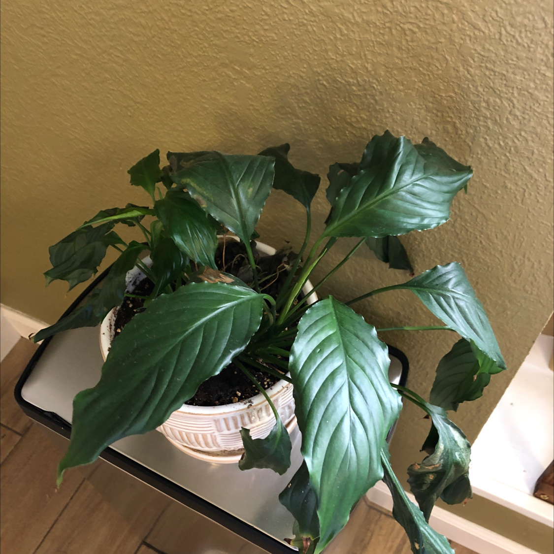 Avatar for Robert on Greg, the plant care app
