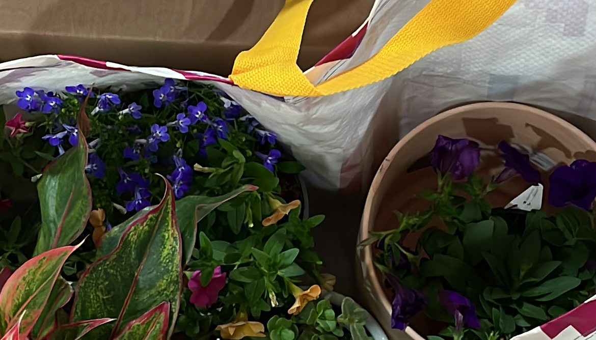 Avatar for @MaestroRedbush on Greg, the plant care app