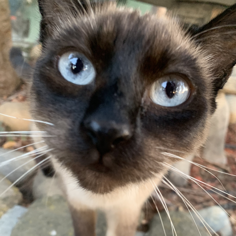 Avatar for @Peaches510 on Greg, the plant care app