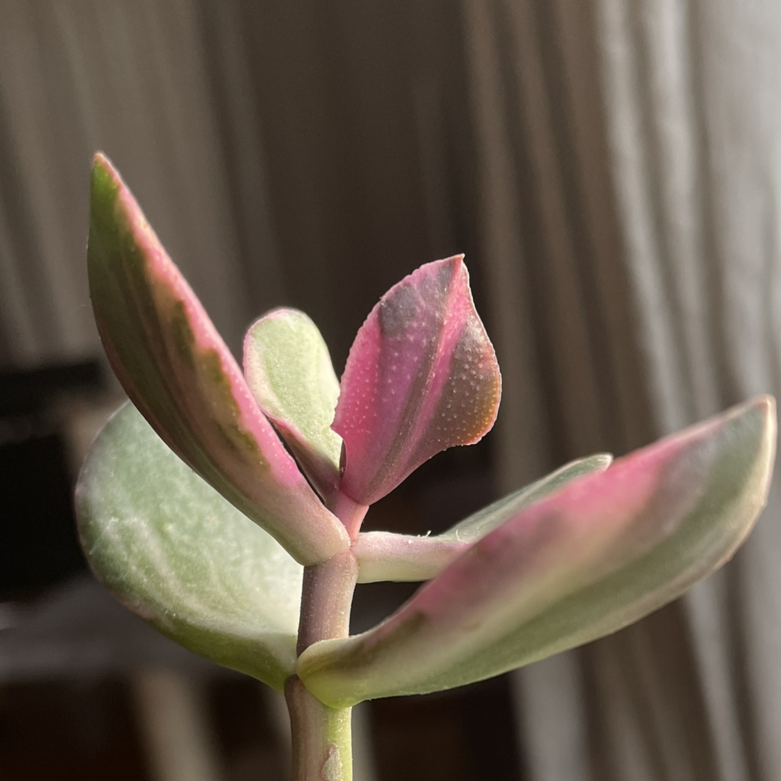 Avatar for Fríða on Greg, the plant care app