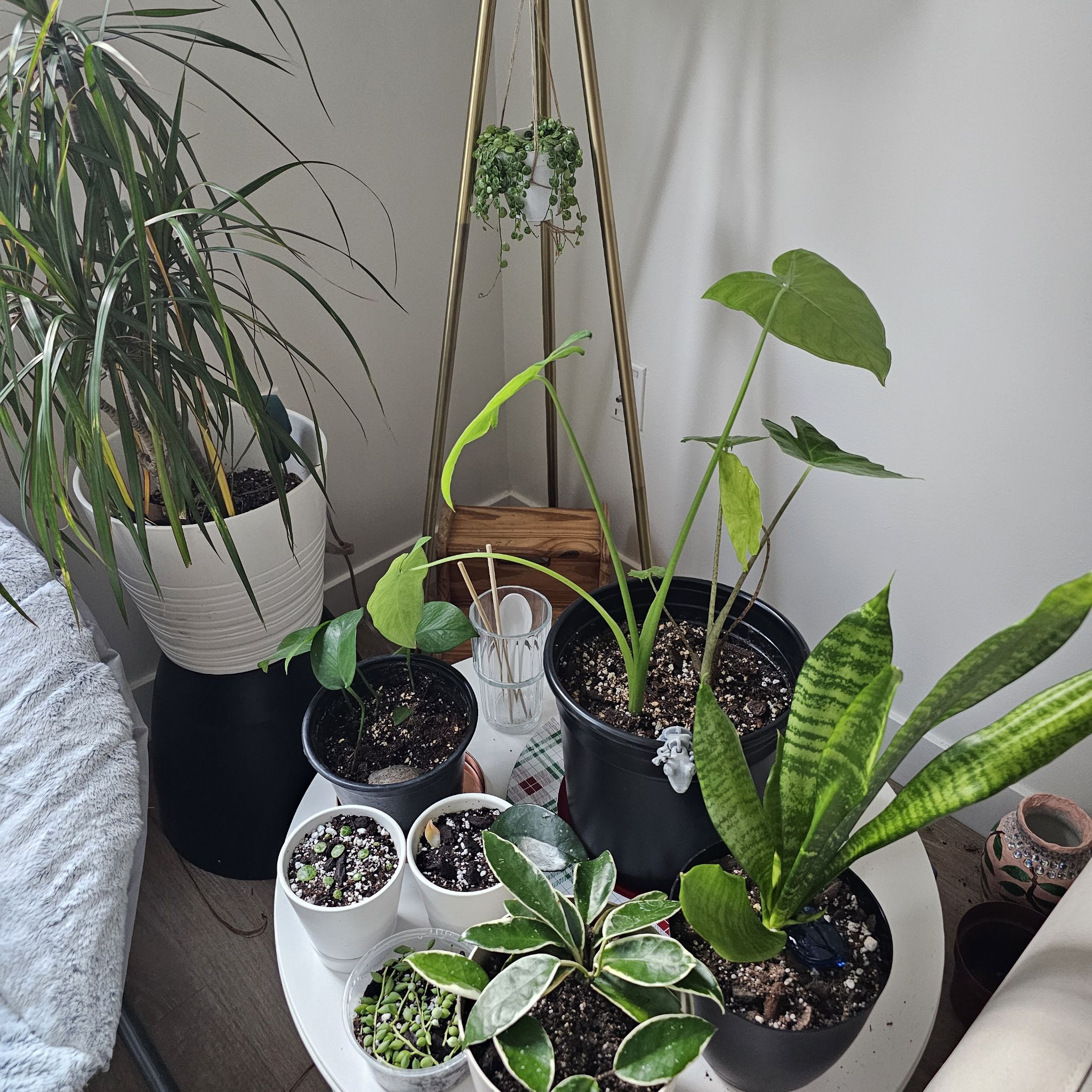 Avatar for @dreaarosee on Greg, the plant care app