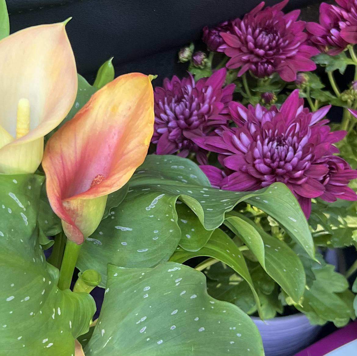 @houseplantlove avatar