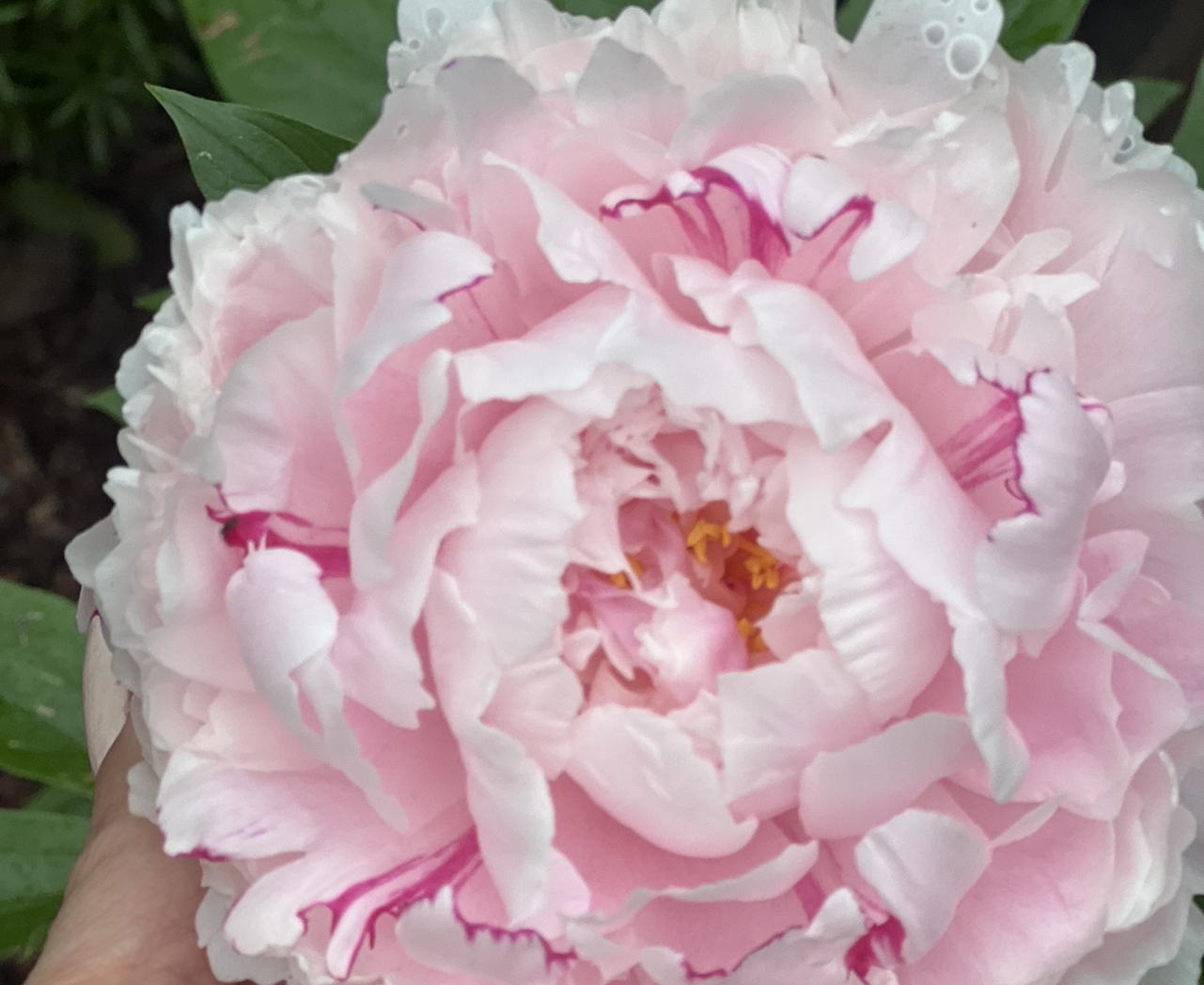 Avatar for @Limbicuious on Greg, the plant care app