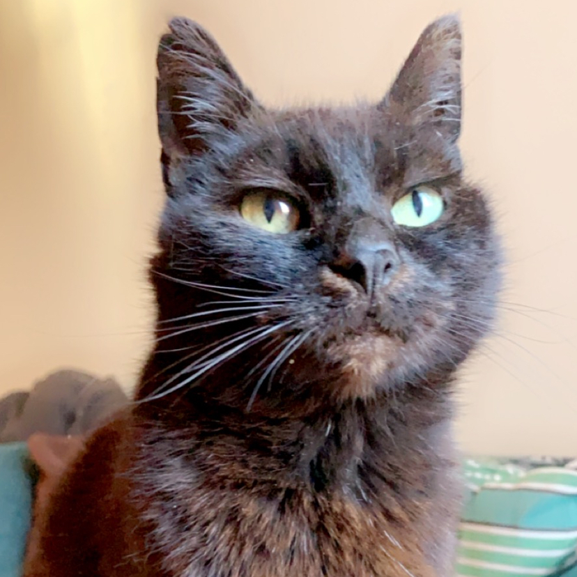 Avatar for @Blackcatthief on Greg, the plant care app