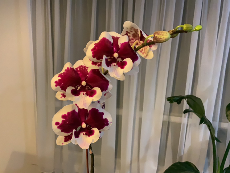 @Simonestroud avatar