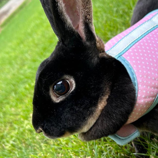 @lobotomizeme avatar