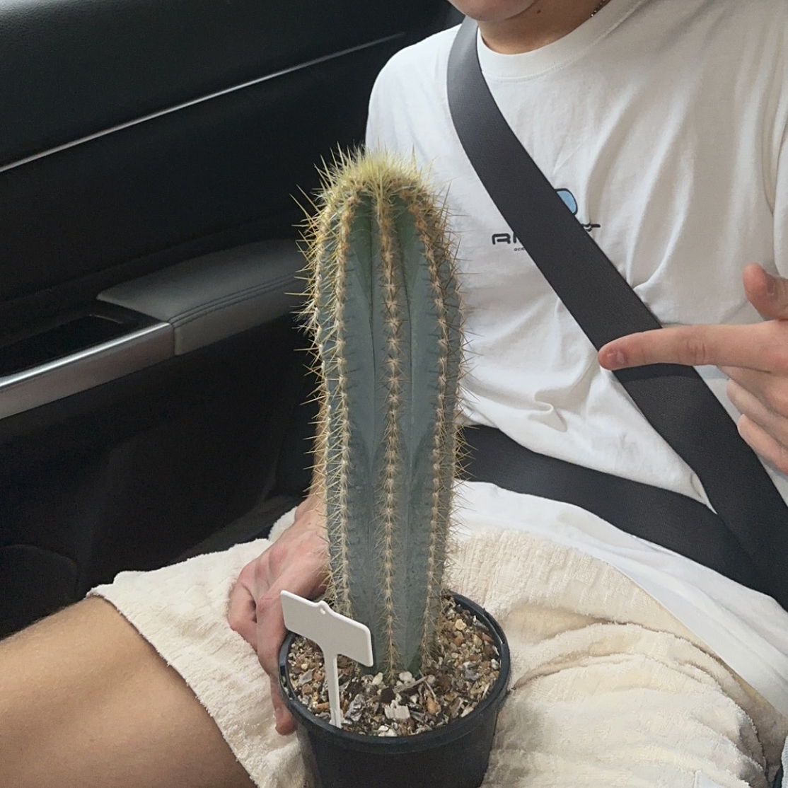 Avatar for @cactigodfather on Greg, the plant care app