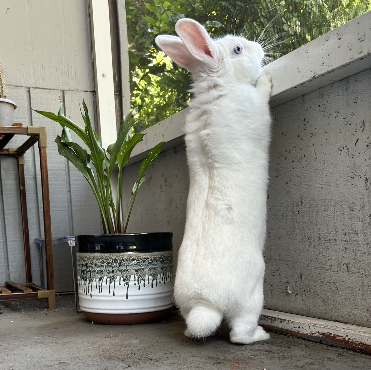 Avatar for @Angiemarie on Greg, the plant care app
