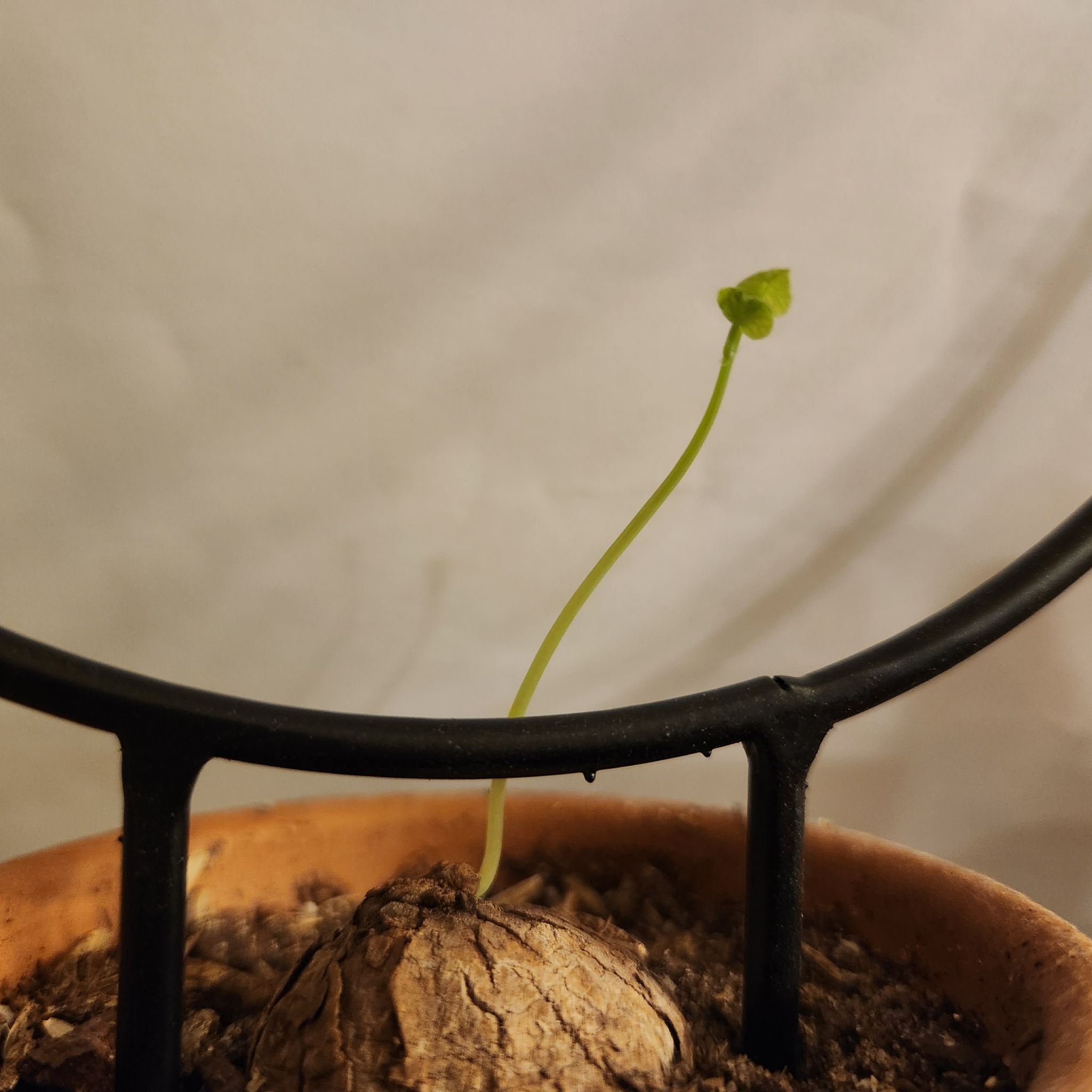 Avatar for @RootedArizona on Greg, the plant care app