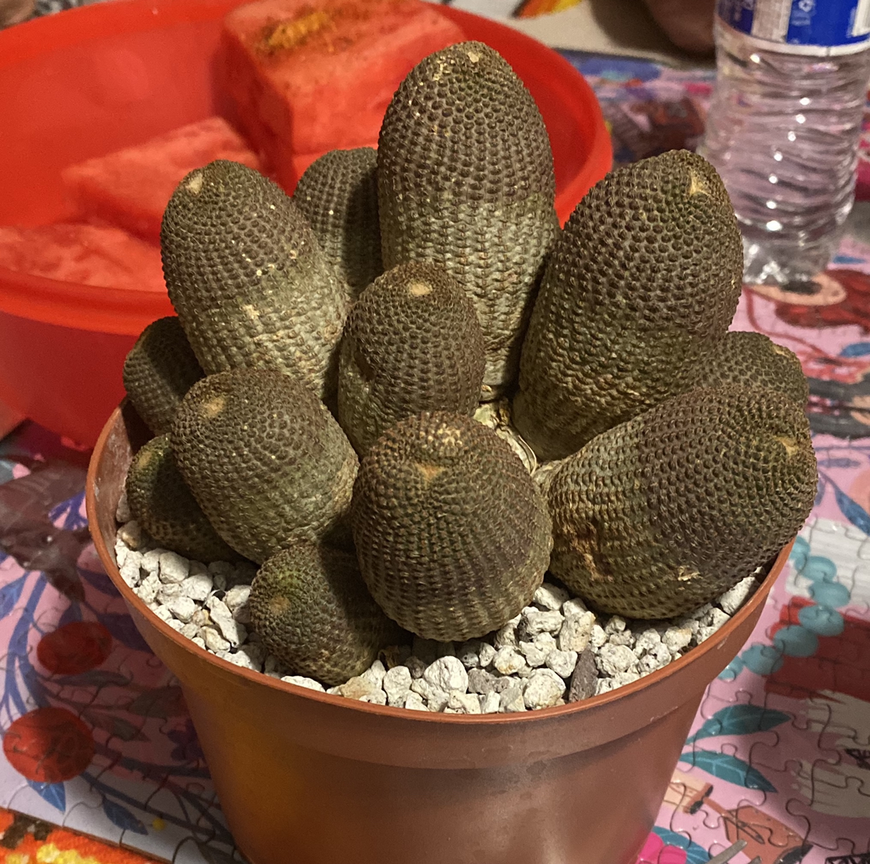 Avatar for @Lizmco9 on Greg, the plant care app