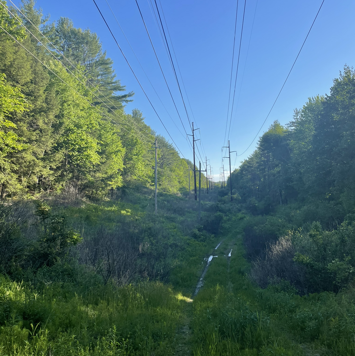 @Junglevision avatar