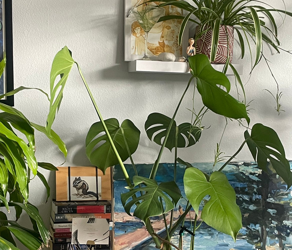 Avatar for @AtinaAnderson on Greg, the plant care app