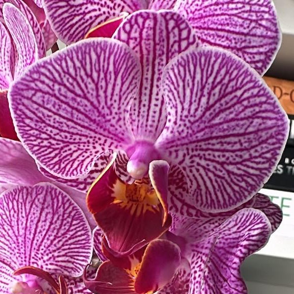 @ThatFlowerGirl avatar