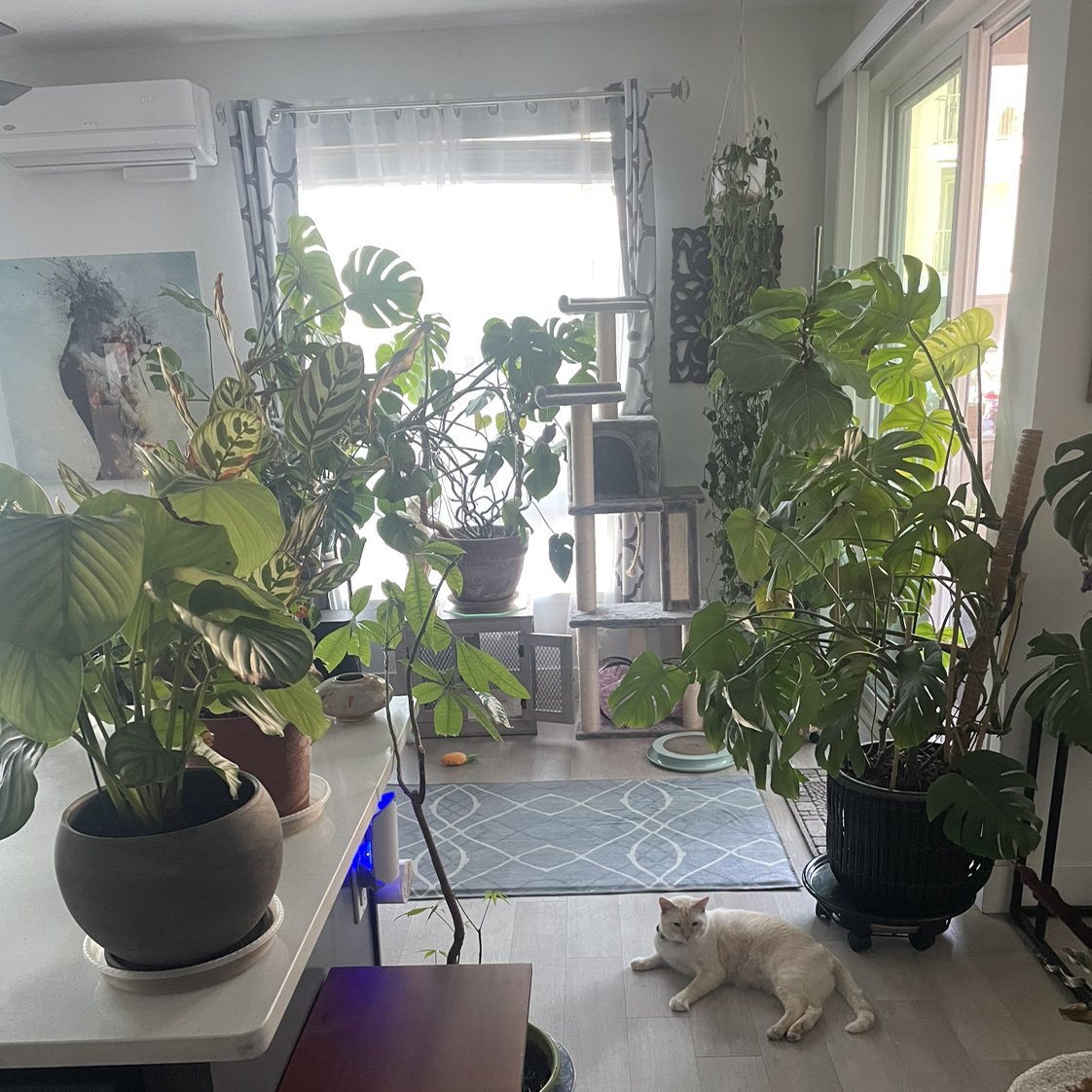 Avatar for @JKeahey on Greg, the plant care app