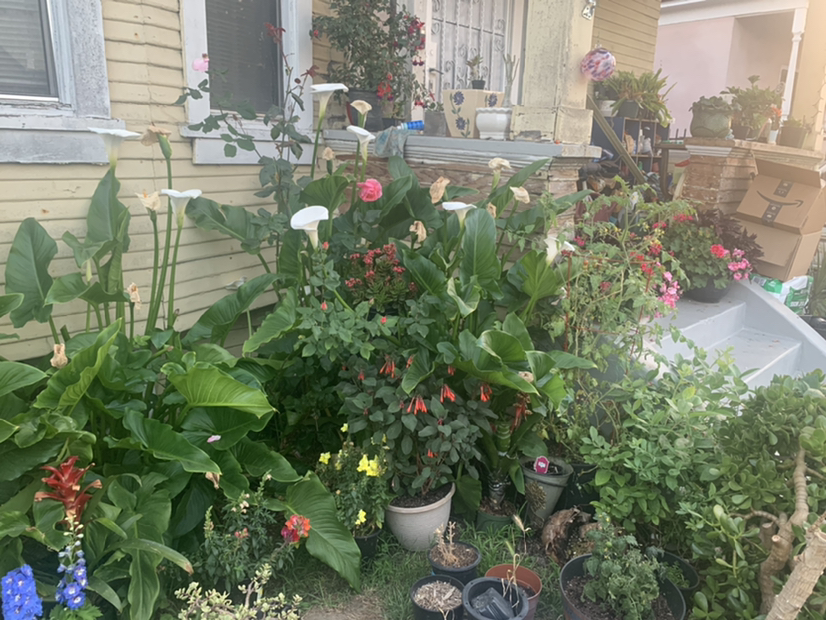 Plantlover avatar