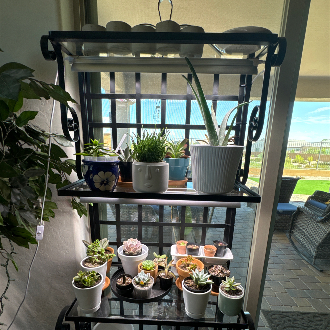 @LuvSucculents avatar