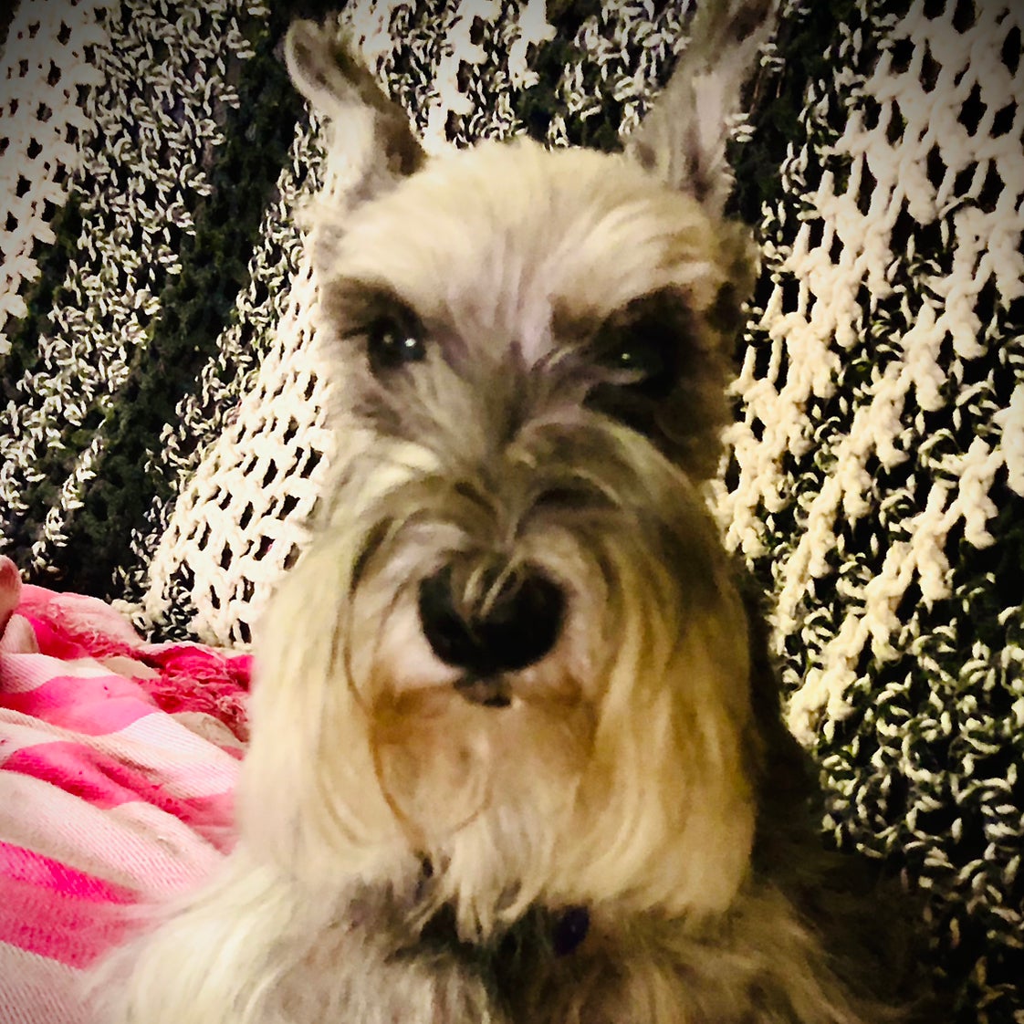 Avatar for @SeasonalFanmoss on Greg, the plant care app