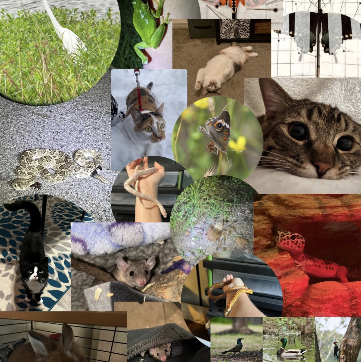 Avatar for @FloraFiasco on Greg, the plant care app