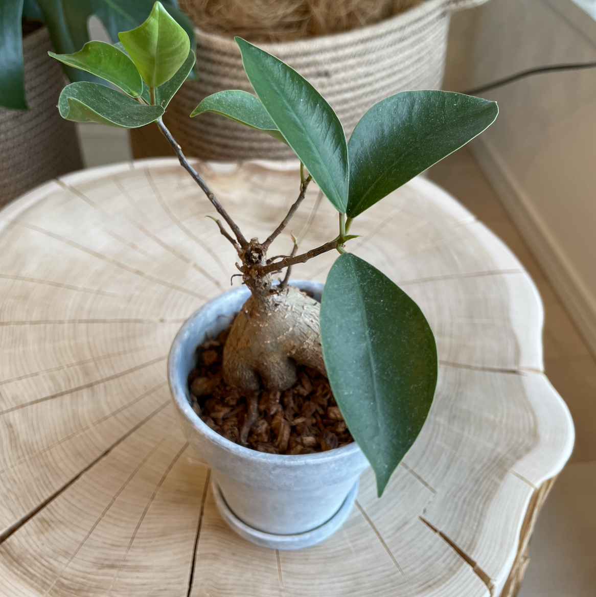 Avatar for @gajumaru on Greg, the plant care app