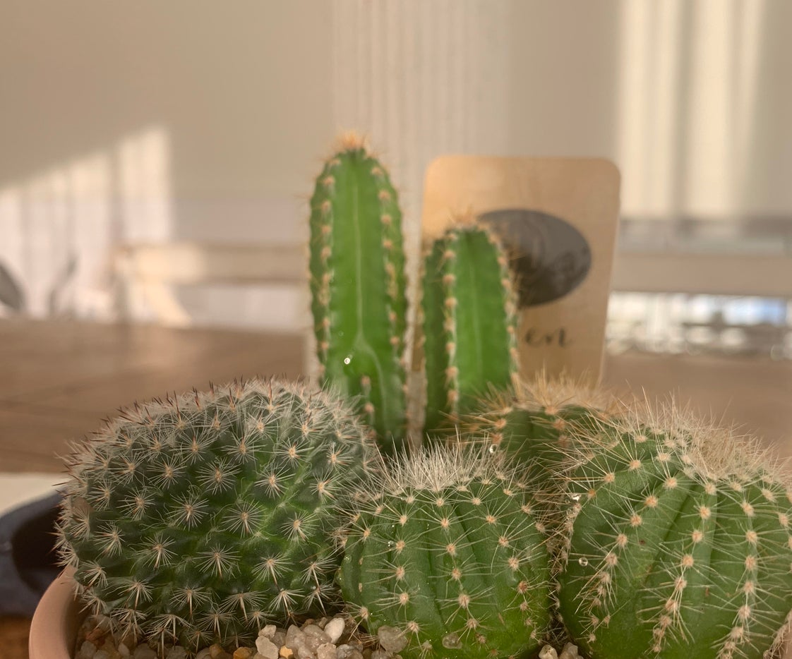 @PlantNewbie12 avatar