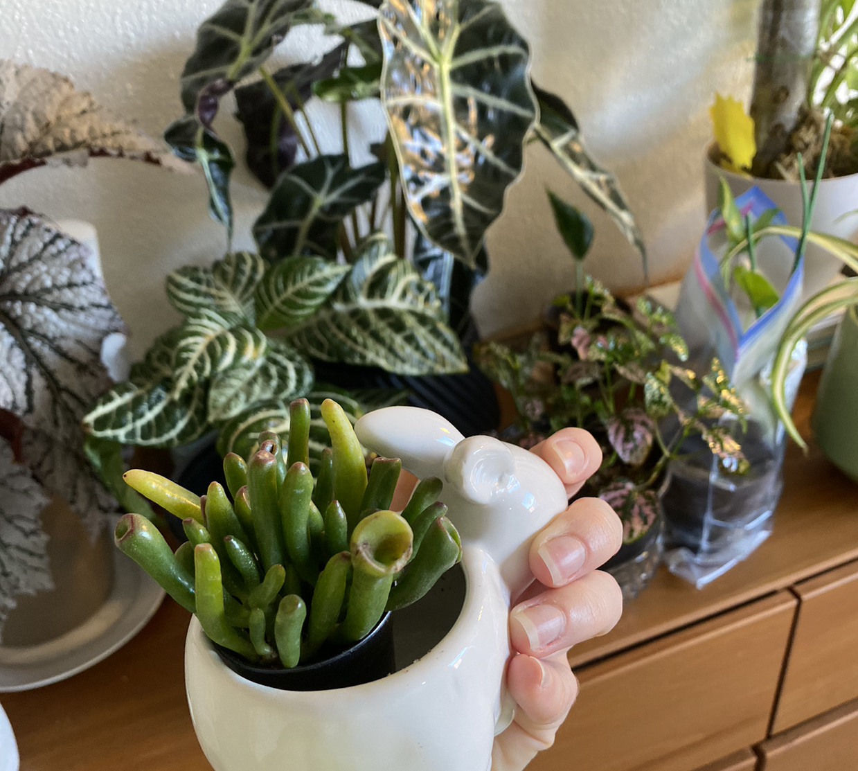 @KirstensPlants