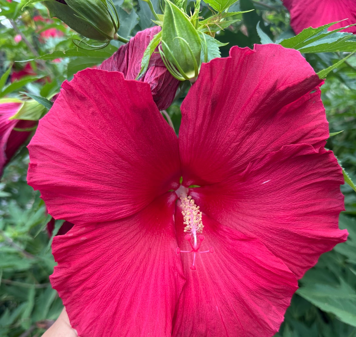 @FamedRipplejade avatar