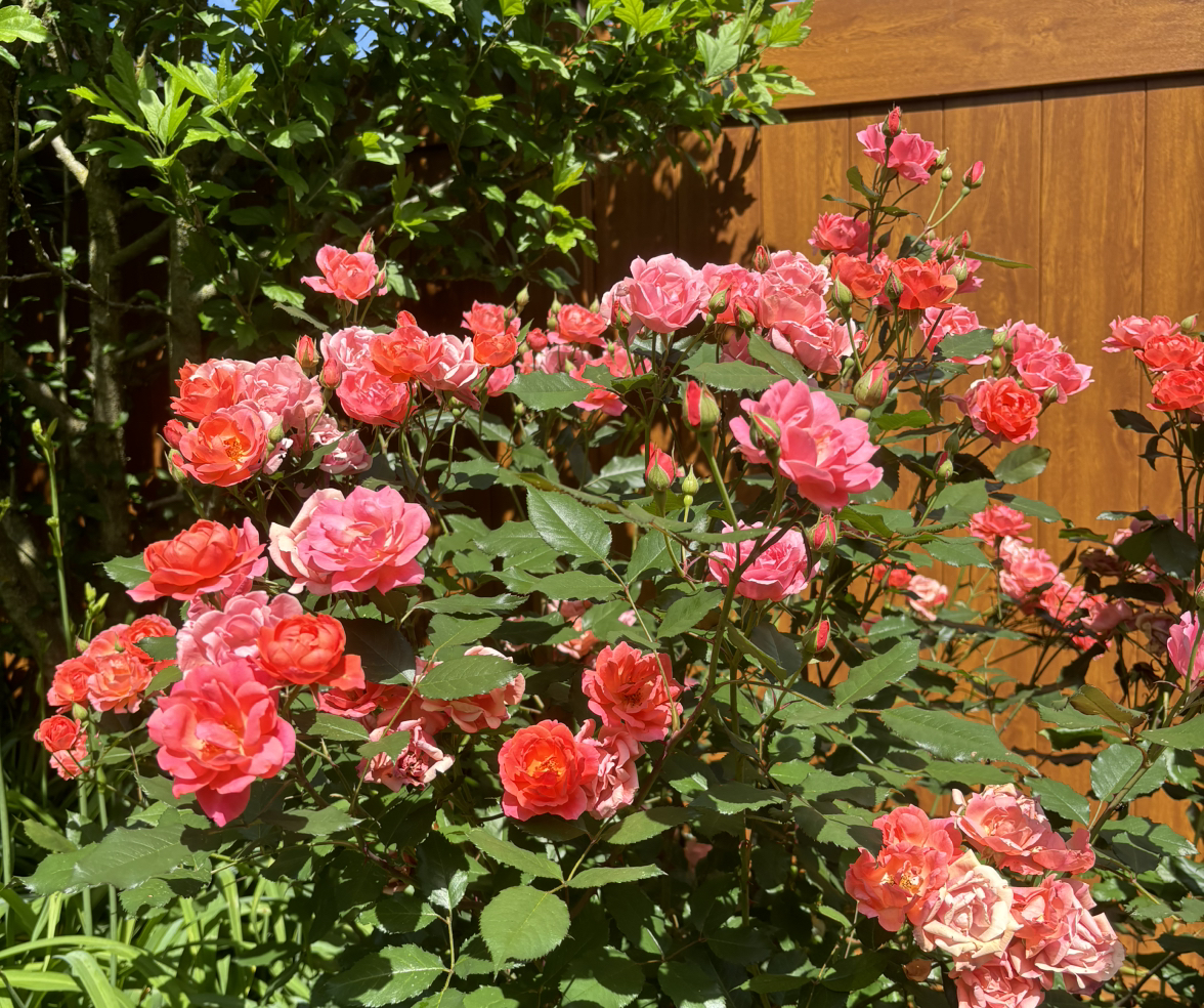 @GoodSmoothrose avatar